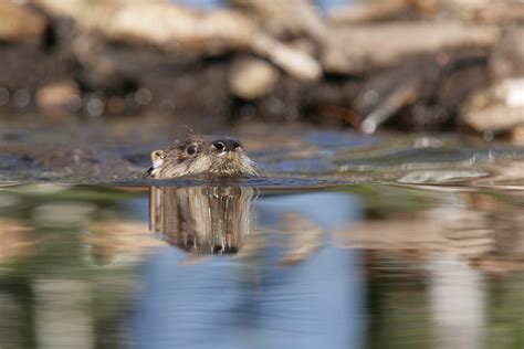 Loutre de rivière d'Amérique - Zoo sauvage de Saint-Félicien