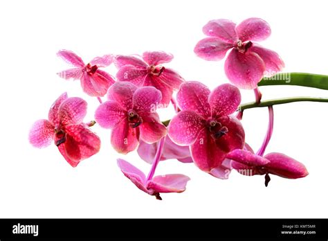 Beautiful pink orchid isolated on white background Stock Photo - Alamy