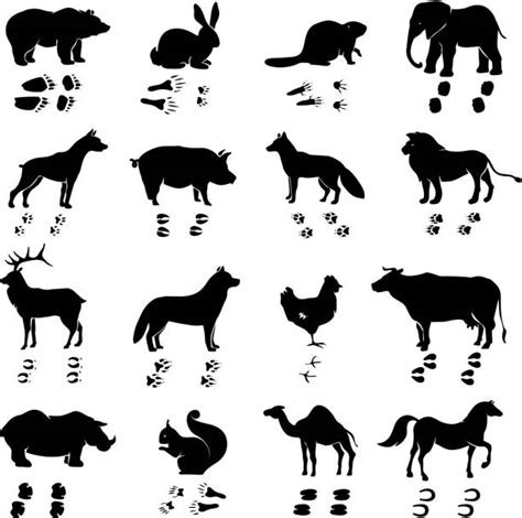 Possum Footprints Illustrations, Royalty-Free Vector Graphics & Clip ...