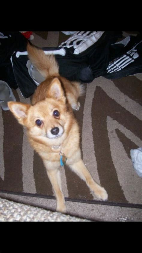 Shiba Inu -Chihuahua Mix | Chihuahua mix, Chihuahua, Shiba inu