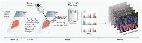 How It Works | MIBI Multiplexed Ion Beam Imaging Technology | IONpath