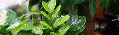 Đặc Điểm, Nguồn Gốc & Hướng Dấn Chăm Sóc Cây Kim Tiền Zamioculcas Zamiifolia - KANSO Plant