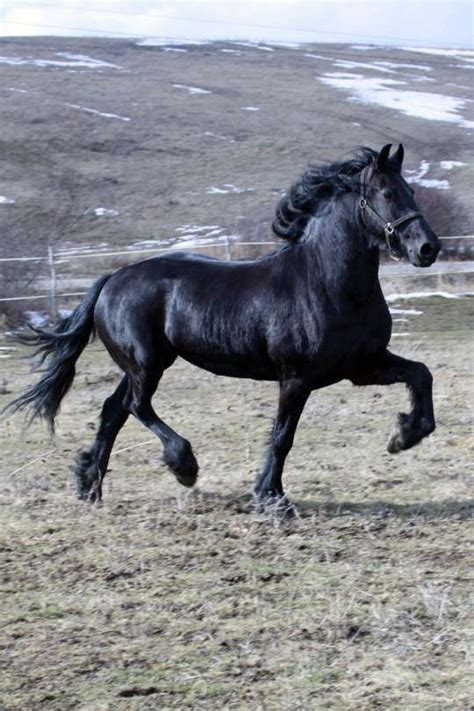 528 best images about Horse Breeds: Friesian Horses on Pinterest | Baroque, Dressage and Nanning