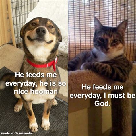 dogs vs cats : r/JabyKoayFamily