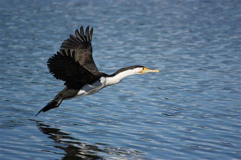 Pied Cormorant | Pied Cormorant (Phalacrocorax varius), Home… | Flickr