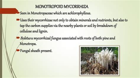 mycorrhiza types, distribution and significance.