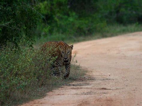 Leopards in Sri Lanka | Sri Lankan Leopards | Mammals in Sri Lanka