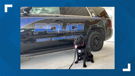 West Shore Regional Police welcome new K9 officer Libra | fox43.com