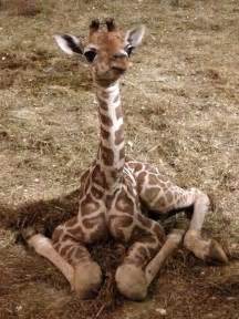 Giraffe News and Facts - online - Brown Family Market