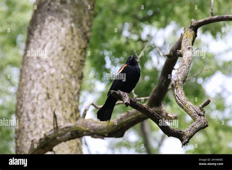 Humboldt Park, Chicago Stock Photo - Alamy