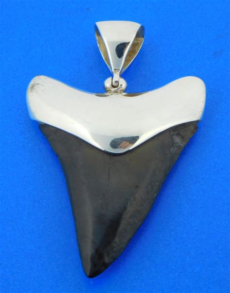 Fossil Shark Tooth Pendant, Sterling Silver | Island Sun Jewelry Beach Haven NJ