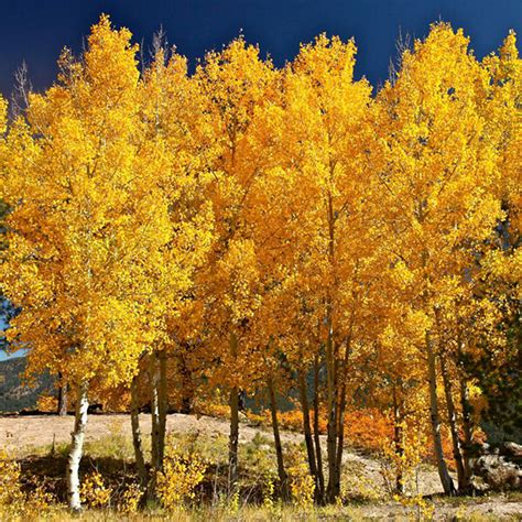 How to Grow Quaking Aspen - Easy Balcony Gardening