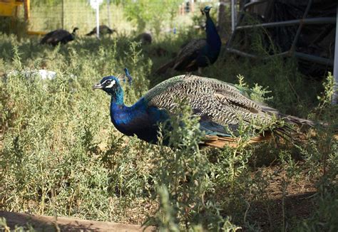 Marvel peafowl ruffle feathers - The Durango Herald