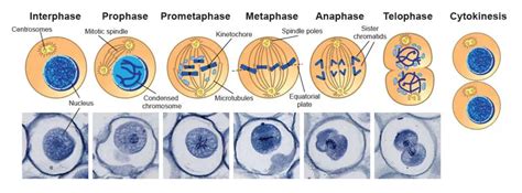 What is Mitosis (Food model of mitosis) - Rs' Science