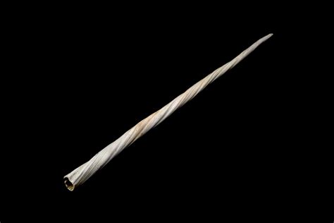 Narwhal Tusks Tell a Troubling Tale | WIRED