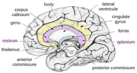 Anterior Commissure Anatomy