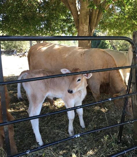 4 Chianina Calves | Listing | Cattlesales