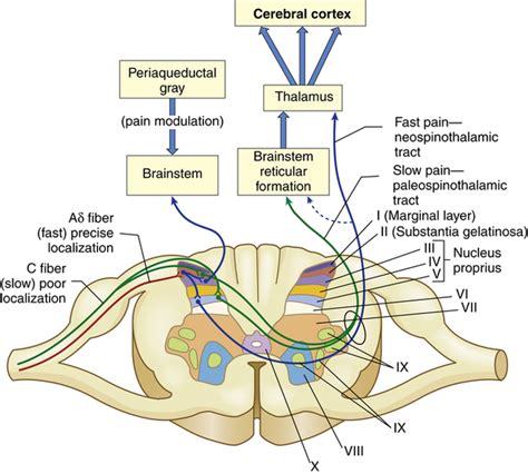 Pain, Temperature Regulation, Sleep, and Sensory Function ...