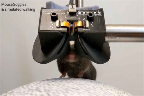 VR goggles for Mice offers new insight into neural path - Inavate