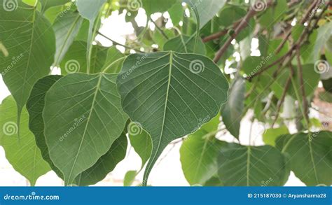 Peepal tree leaves stock photo. Image of tree, trees - 215187030