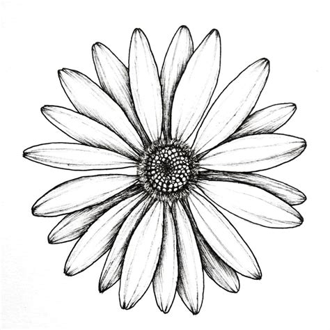 Pin by Elmira on tekenen | Beautiful flower drawings, Daisy drawing ...