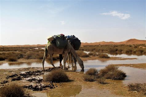 Nomad Stories - The Woman Who Mocked God - Walking With Nomads