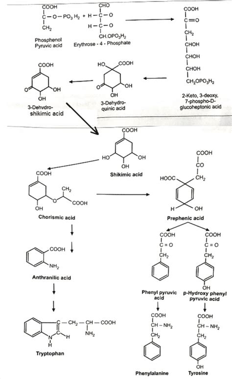 Uncovering The Shikimic Acid Pathway: A 7-Carbon Gateway - Pharmacy ...