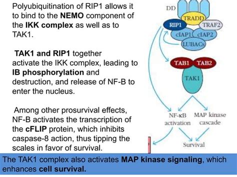 Cytokine signaling pathway