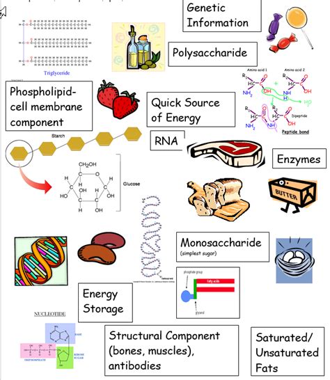 Biological Macromolecules Labels Diagram | Quizlet