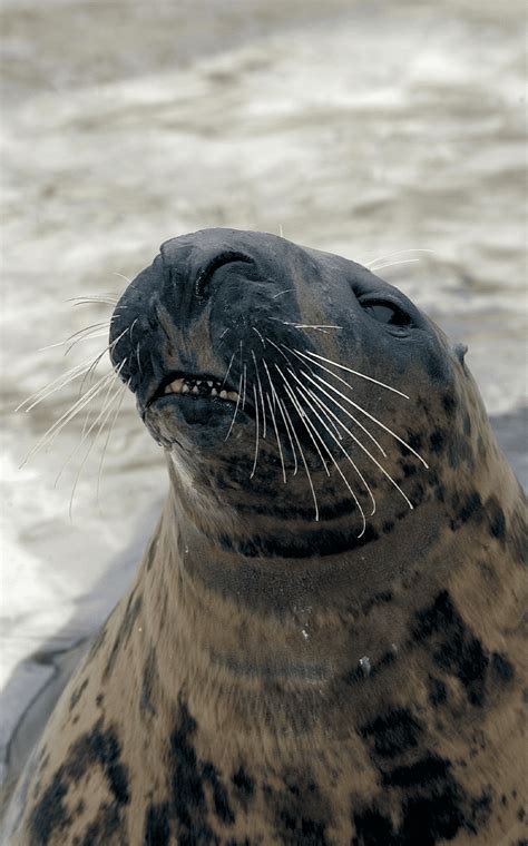 Grey Seal | Lincoln Park Zoo