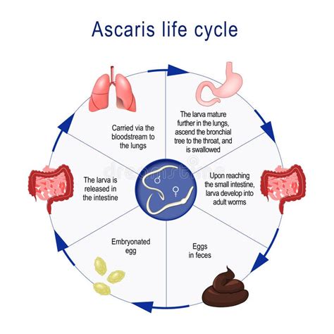 Ascaris Lumbricoides Giant Roundworm Ascaris Life Cycle