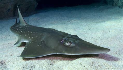 Shovelnose ray is now Critically Endangered