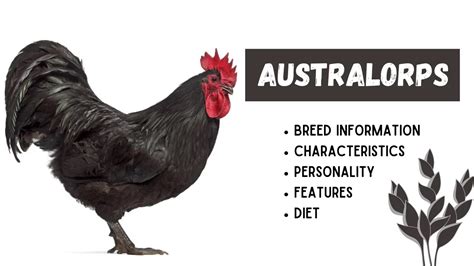 Australorps Hen Breed Information