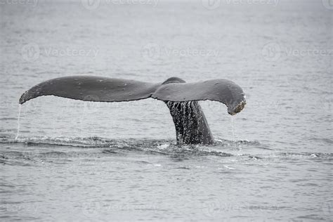 Humpback Whale, Alaska 4407244 Stock Photo at Vecteezy