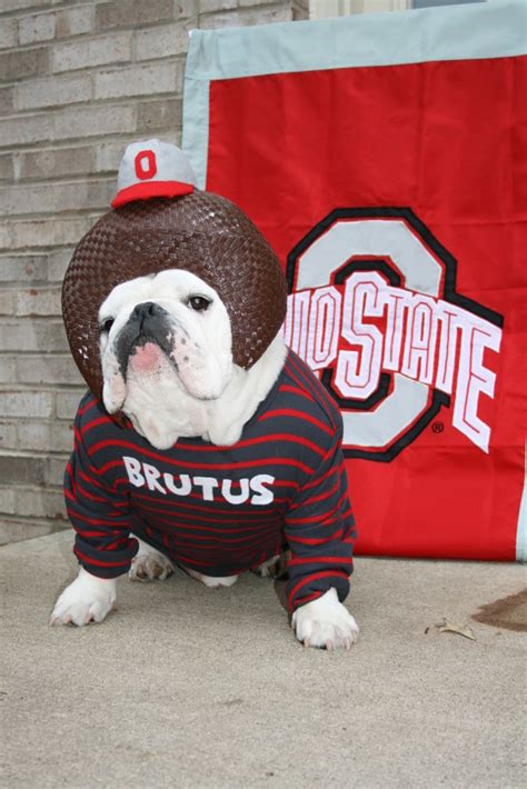 ohio state brutus dog costume | Terms of Use: Please conside… | Flickr