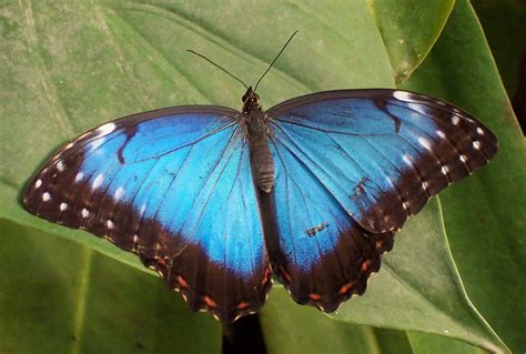 File:Tropical butterfly.jpg - Wikimedia Commons
