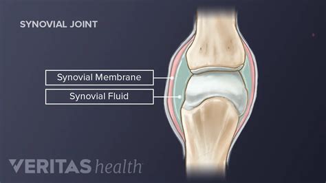 Synovial Membrane