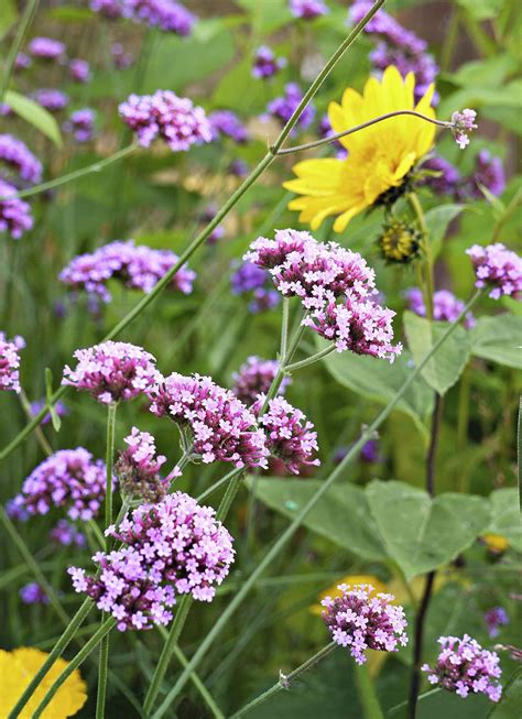 Plantes à floraison longue durée : la sélection de Détente Jardin | Jardins, Detente jardin ...