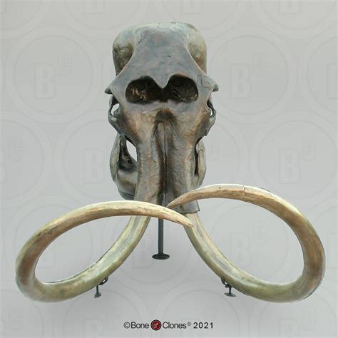 Woolly Mammoth Skull - Bone Clones - Osteological Reproductions