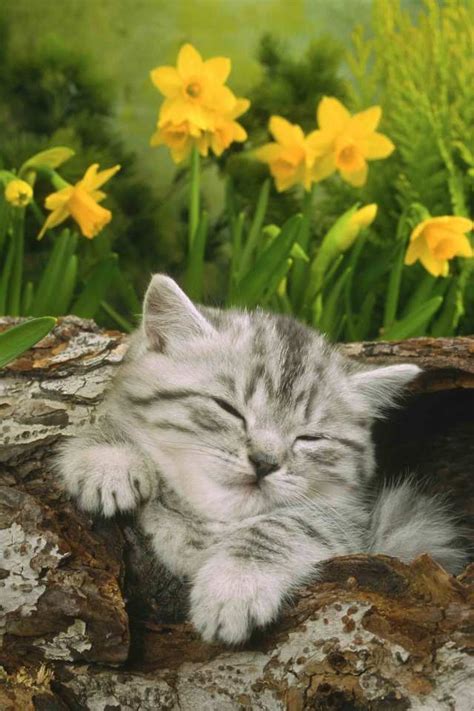 Fat Sleeping Kitten iPhone 4s Wallpapers Free Download