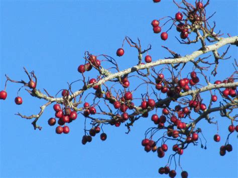 Hawthorne Berries this Autumn - original photo by Sandie Craig Hawthorn ...