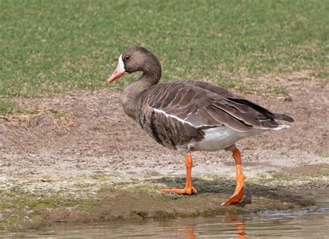 Greater White-fronted Goose | San Diego Bird Spot