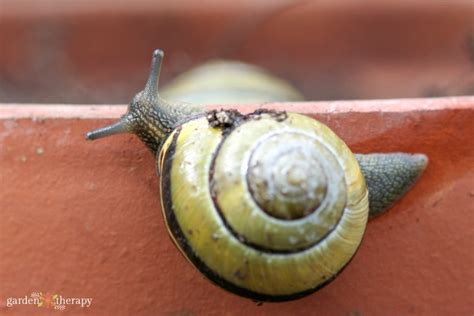 Are Backyard Snails a Buddy or Foe? - Batang Tabon