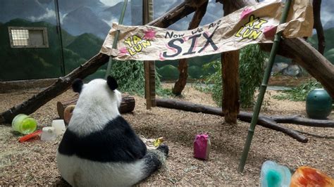 Only giant panda twins in the U.S. celebrate 6th birthday in Atlanta ...