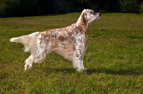 English Setter Dog Breed Information and Pictures - Petguide | PetGuide