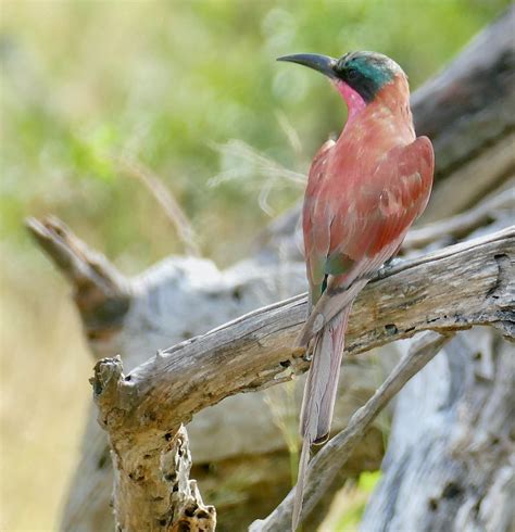 Southern Carmine Bee-Eater (Merops nubicoides) | S21 Road We… | Flickr