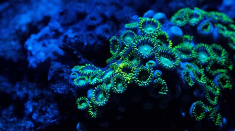 Coral Reef 4K Dual Monitor Wallpapers - Top Free Coral Reef 4K Dual Monitor Backgrounds ...