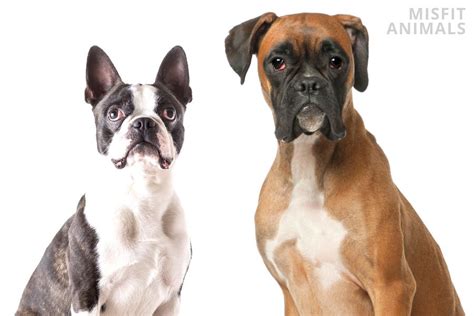 Boston Terrier Boxer Mix (Boston Boxer): Breed Overview