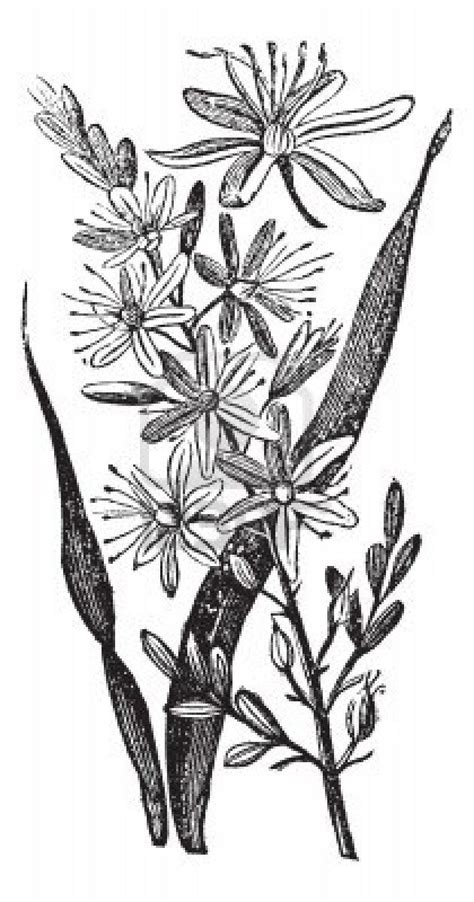 Pin on engraving flora