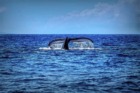 Whale Watch - Maui Hawaii Photograph by Dana Bibeault - Fine Art America